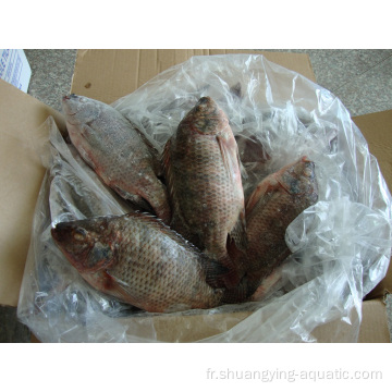 Fish de tilapia noir surgelé de haute qualité 200-300g 300-500G